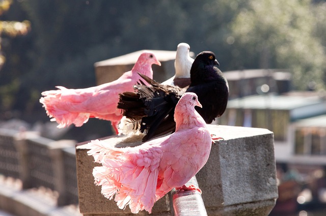 乔丹的传奇 乔丹的传奇