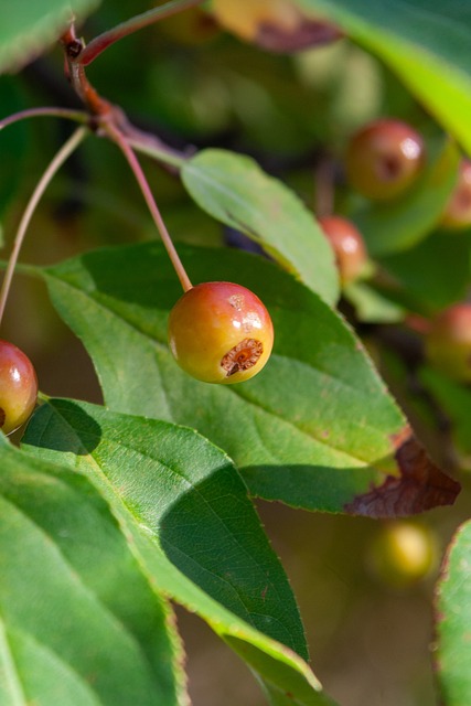 只需通过网 只需通过网